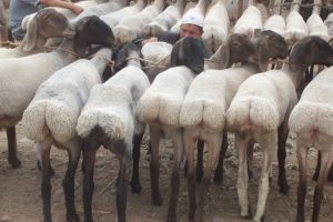 central asian food